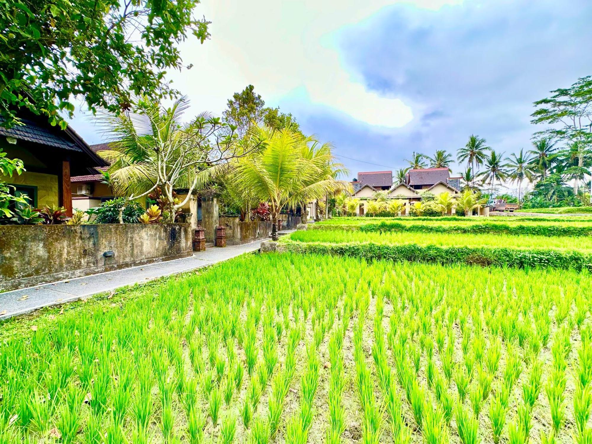 Dupa Ubud Exteriér fotografie