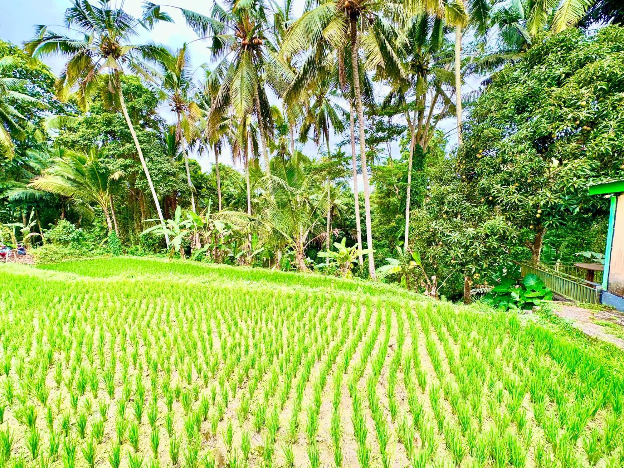 Dupa Ubud Exteriér fotografie